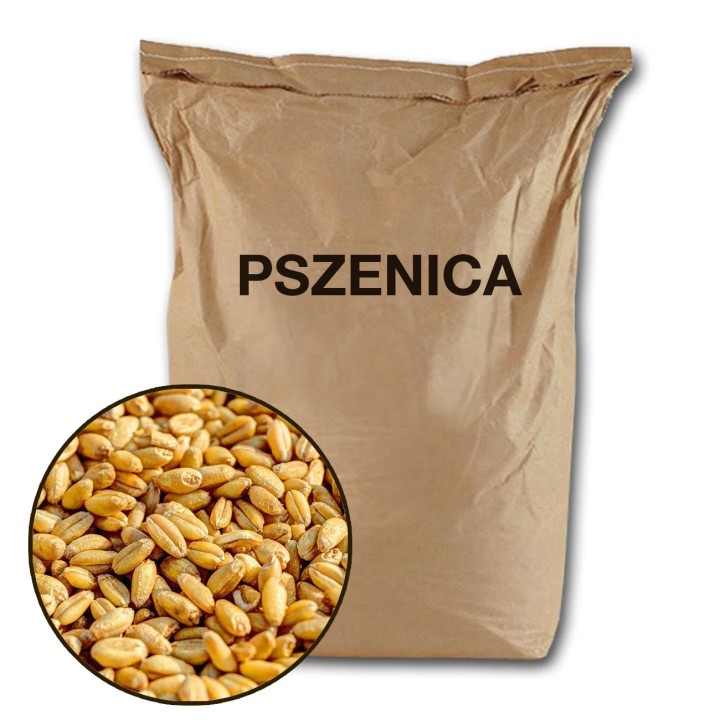 Pszenica ziarno - 5 kg - EKO