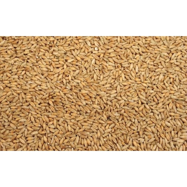 Pszenżyto ziarno - 5 kg - EKO
