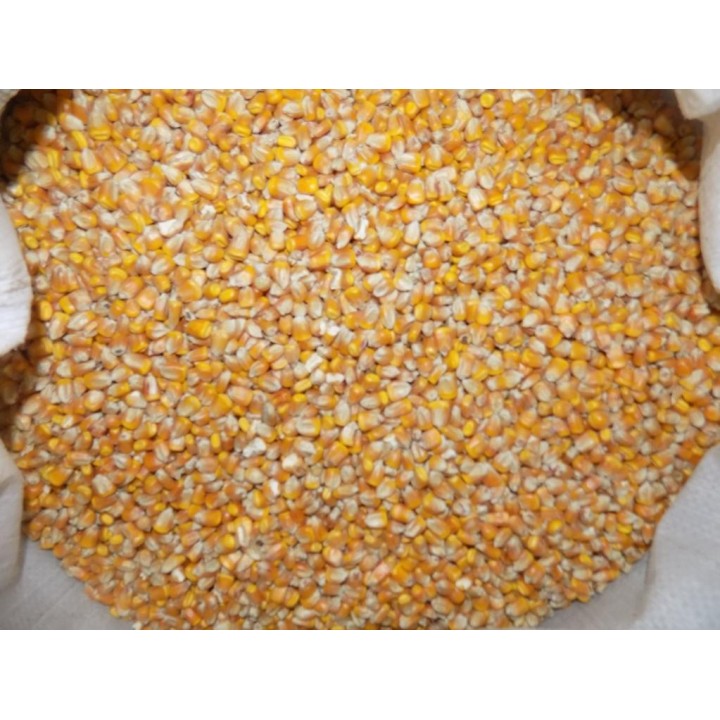 Kukurydza ziarno - 10 kg - EKO