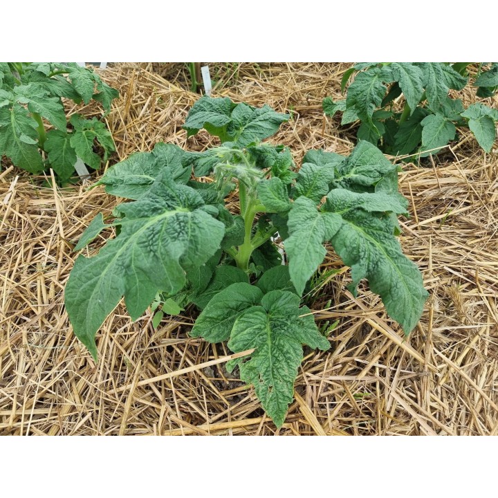 sloma-do-szklarni-naturalna-sciolka-warzywa