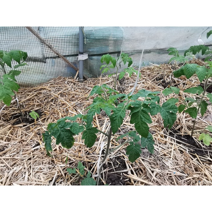 sloma-do-szklarni-naturalna-sciolka-warzywa