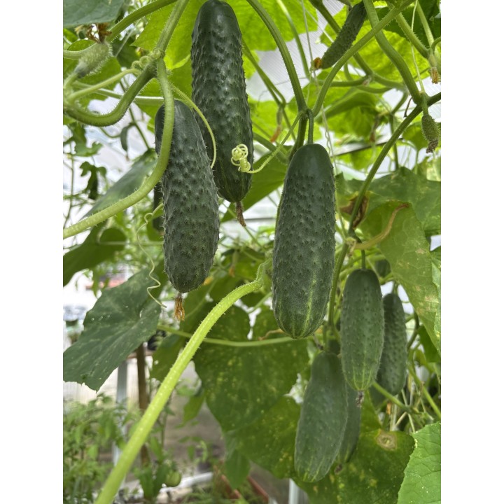 efekty_stosowania_obornika