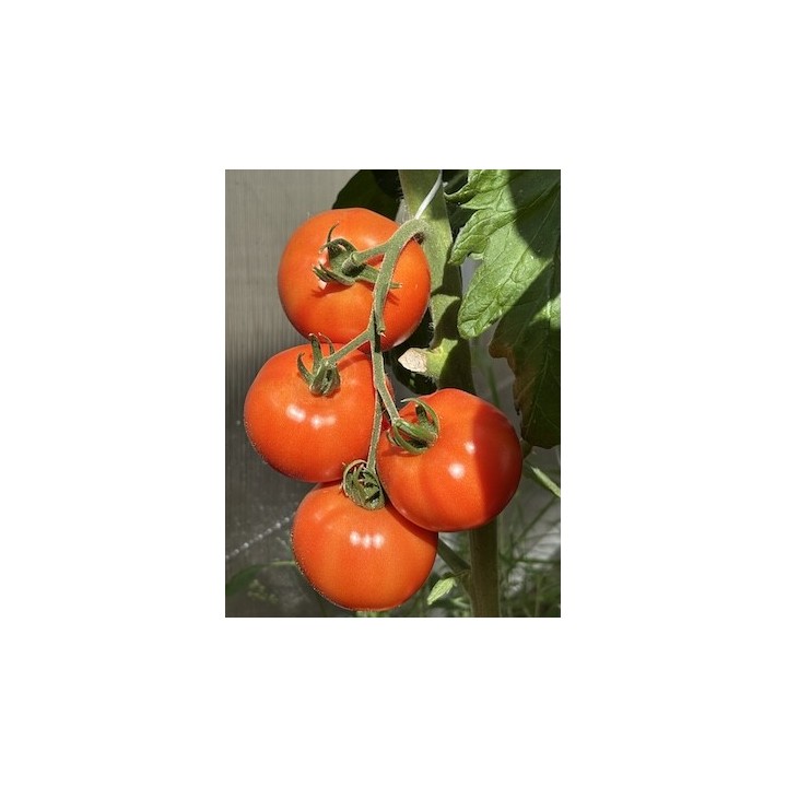 efekty_stosowania_obornika