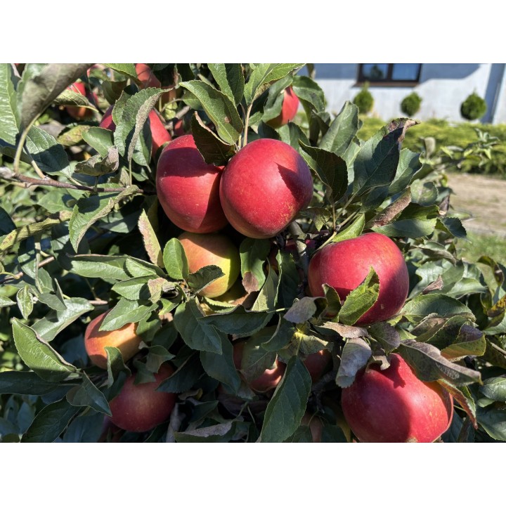 efekty_stosowania_obornika