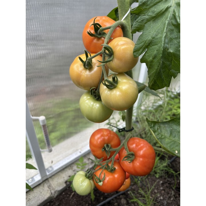 efekty_stosowania_obornika