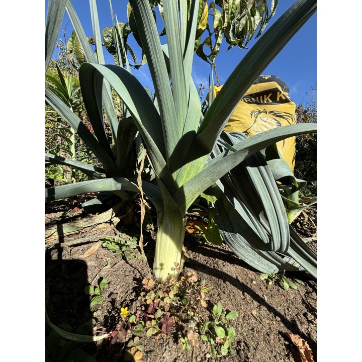 efekty_stosowania_obornika