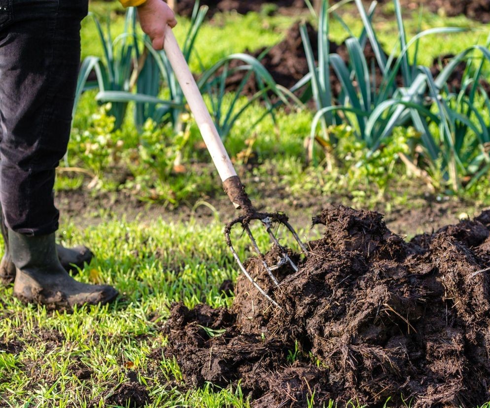 Obornik po plonach – dlaczego warto zadbać o glebę jesienią?