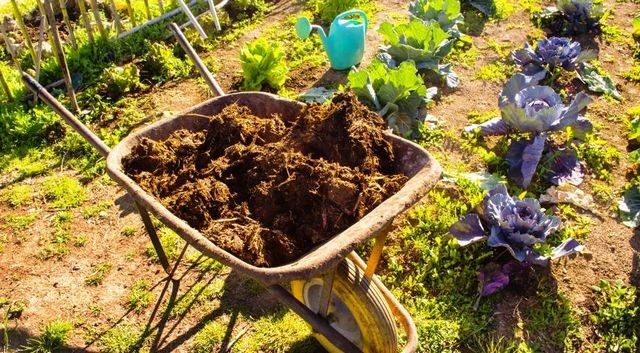 Obornik obornikowi nierówny. Jaki wybrać?