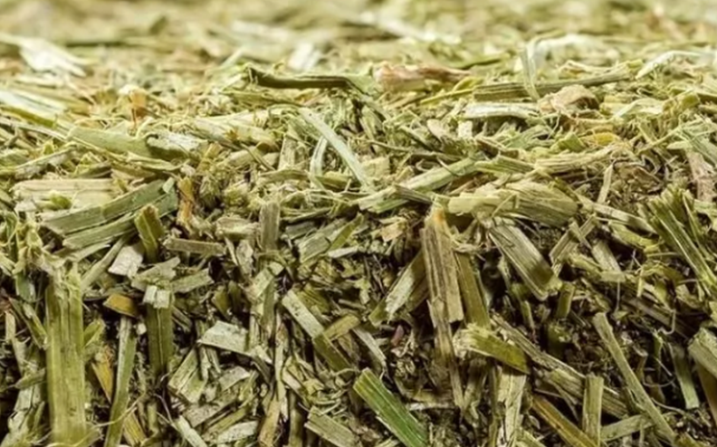  Dlaczego lucerna to must-have w diecie gryzoni i królików?