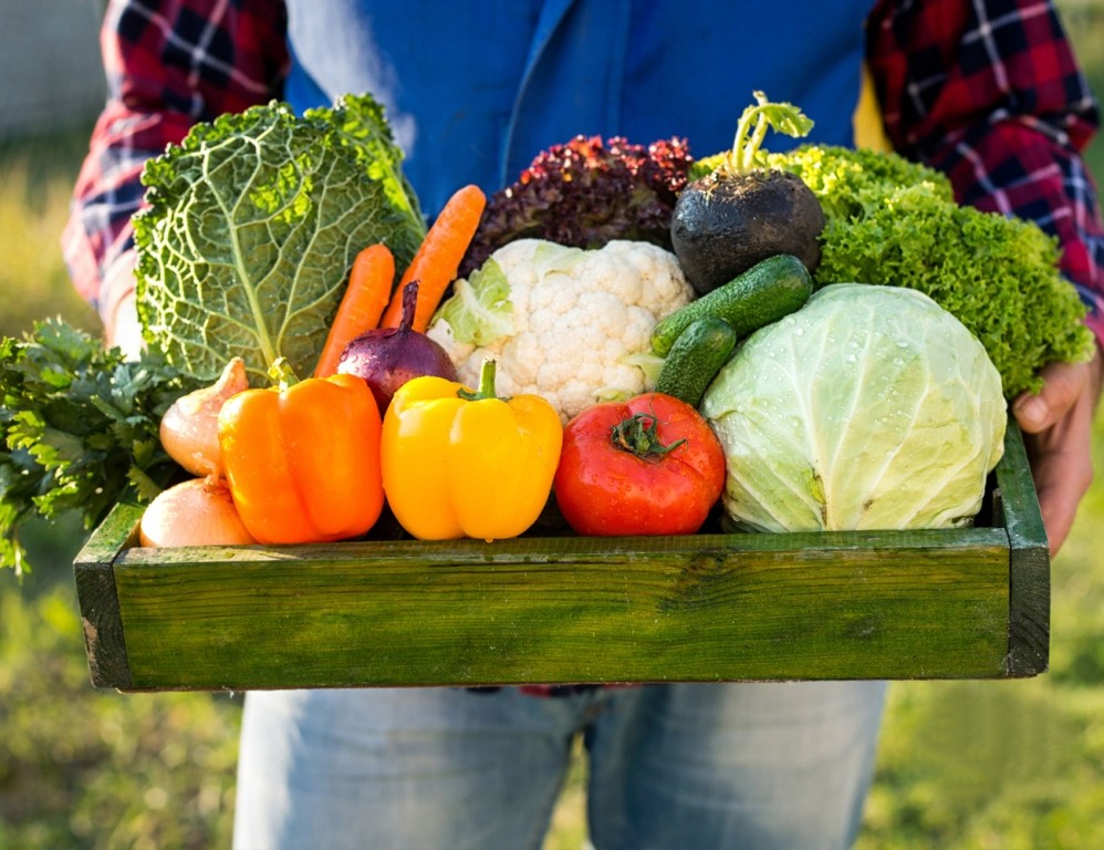 Dorodne warzywa a stosowanie obornika – naturalny sposób na zdrowy plon