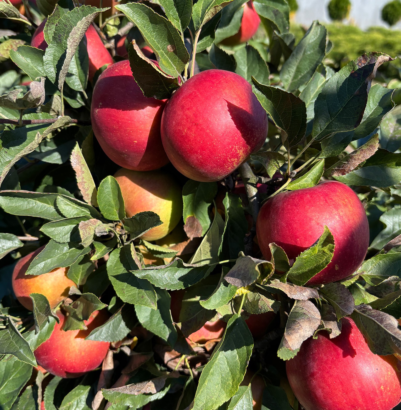 Obornik pod drzewka owocowe?