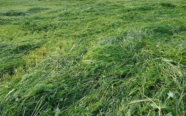 Łąki odpowiednie na siano