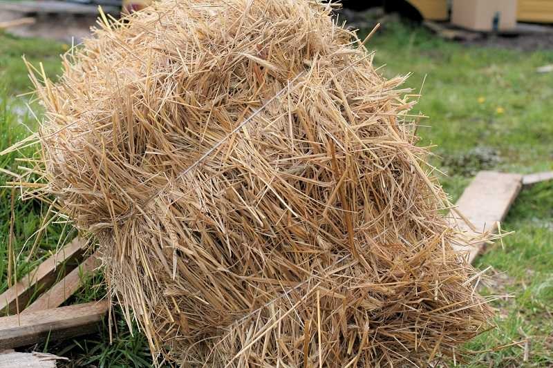  Jak ocieplić budę dla psa na zimę? Naturalny sposób ze słomy!