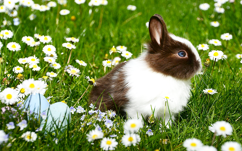 Siano w diecie królików i gryzoni 