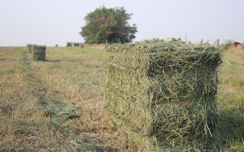 Co znaczy dobre siano?