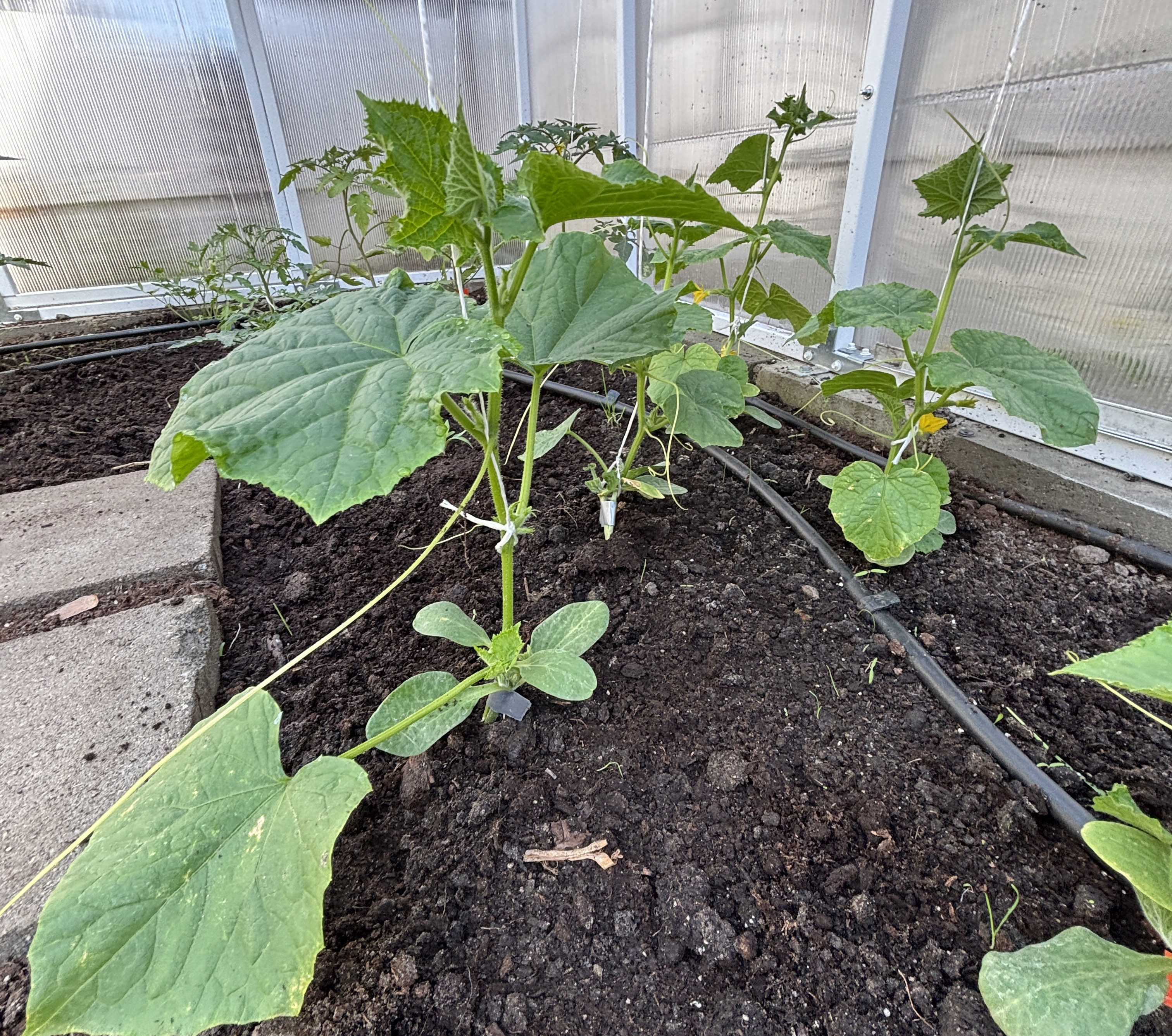 Obornik koński w szklarni, dlaczego warto stosować?