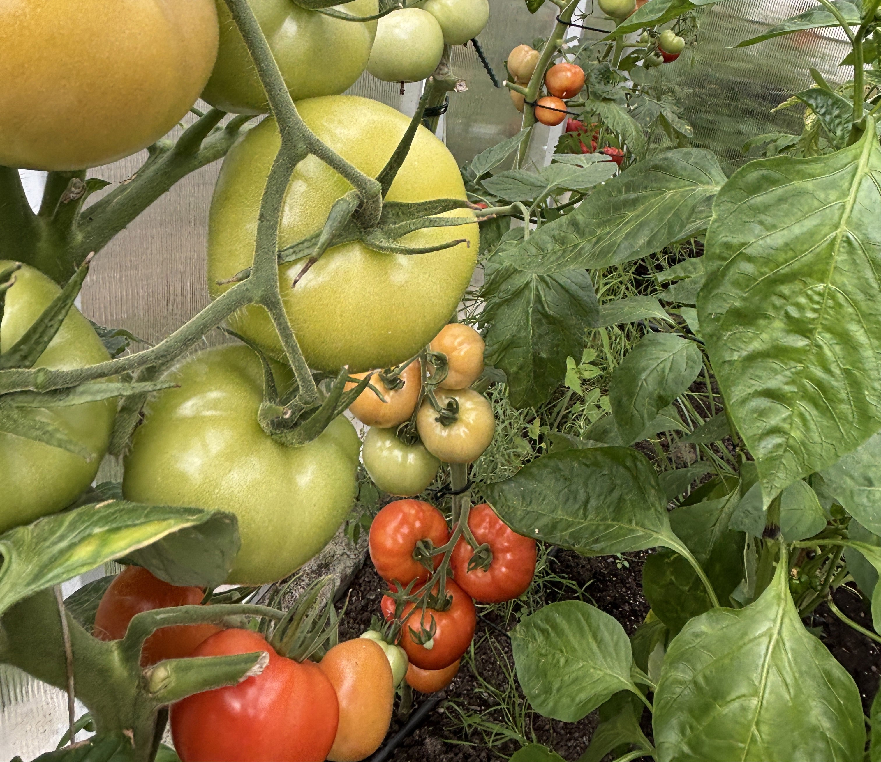 Efekty stosowania obornika końskiego w małej szklarni