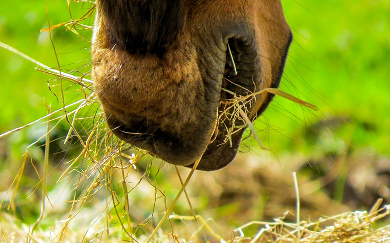 Sieczka z lucerny czy może…?