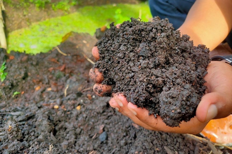 Torf odkwaszony – czym jest i dlaczego warto go stosować?